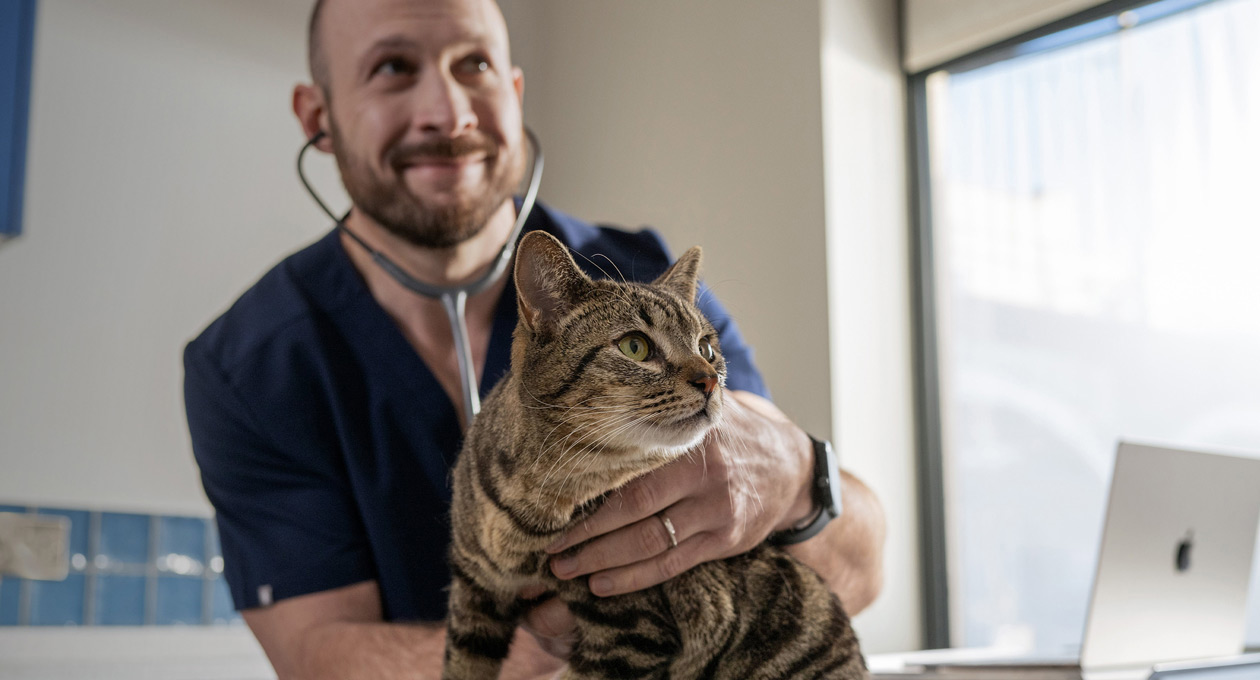 Um veterinário examina um gato